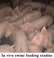 In vivo swine feeding studies