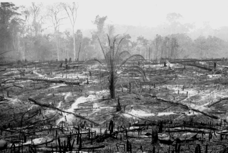 deforestation in the Amazon