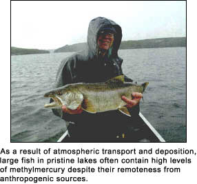 As a result of atmospheric transport and deposition, large fish in pristine lakes often contain high levels of methylmercury despite their remoteness from anthropogenic sources.