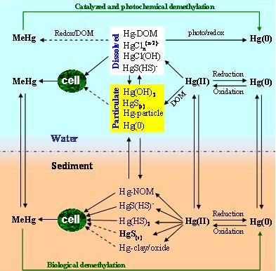 Schematics of abiotic and microbial transformation pathways between inorganic mercury and methylmercury
