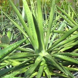 agave in green house