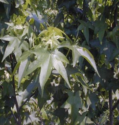 sweetgum leaf
