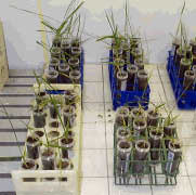 Plant soil test