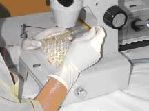 Zebrafish embryo test
