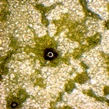 Eucalyptus globulus secretory cell in leaf