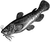 A Catfish