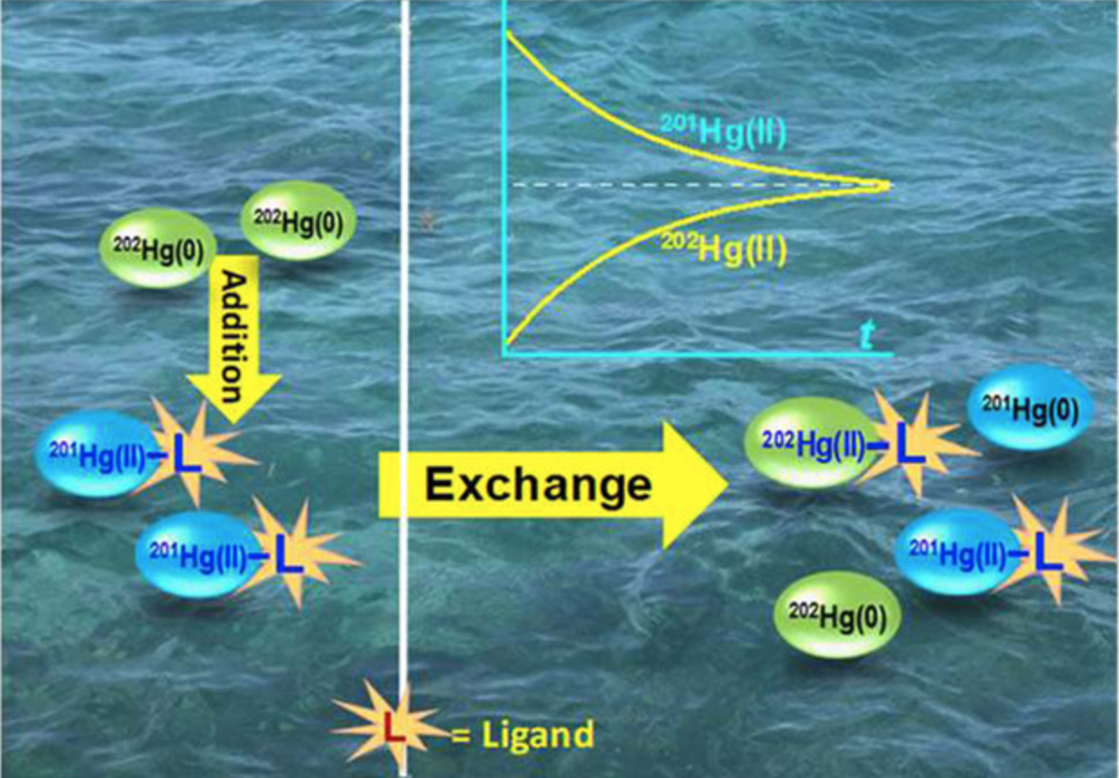 Spontaneous Mercury (Hg) Isotope Exchange
